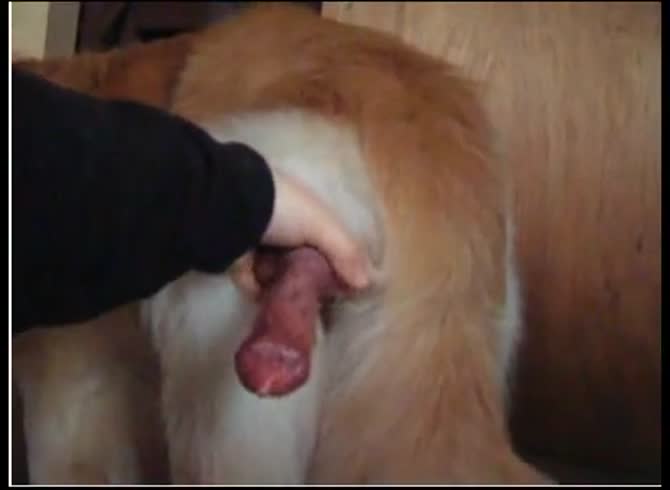 Video :Kinky k9 lady grabs dog dick and jacked it off